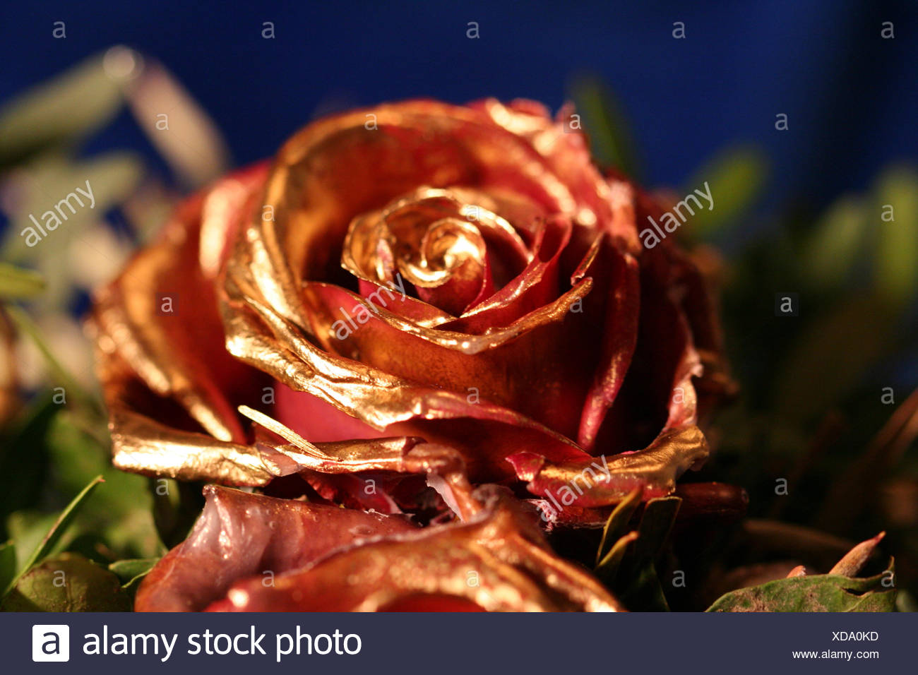 Gold Rose High Resolution Stock Photography and Images - Alamy