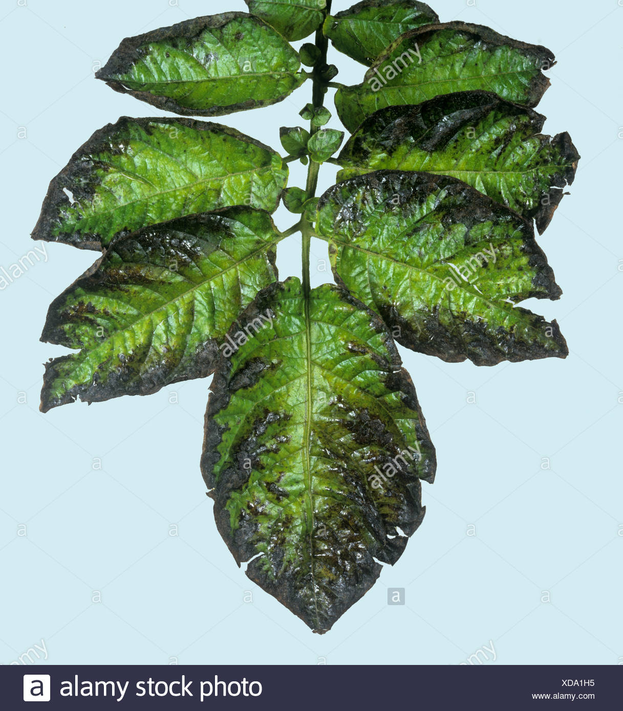 Potassium Deficiency High Resolution Stock Photography and Images Alamy