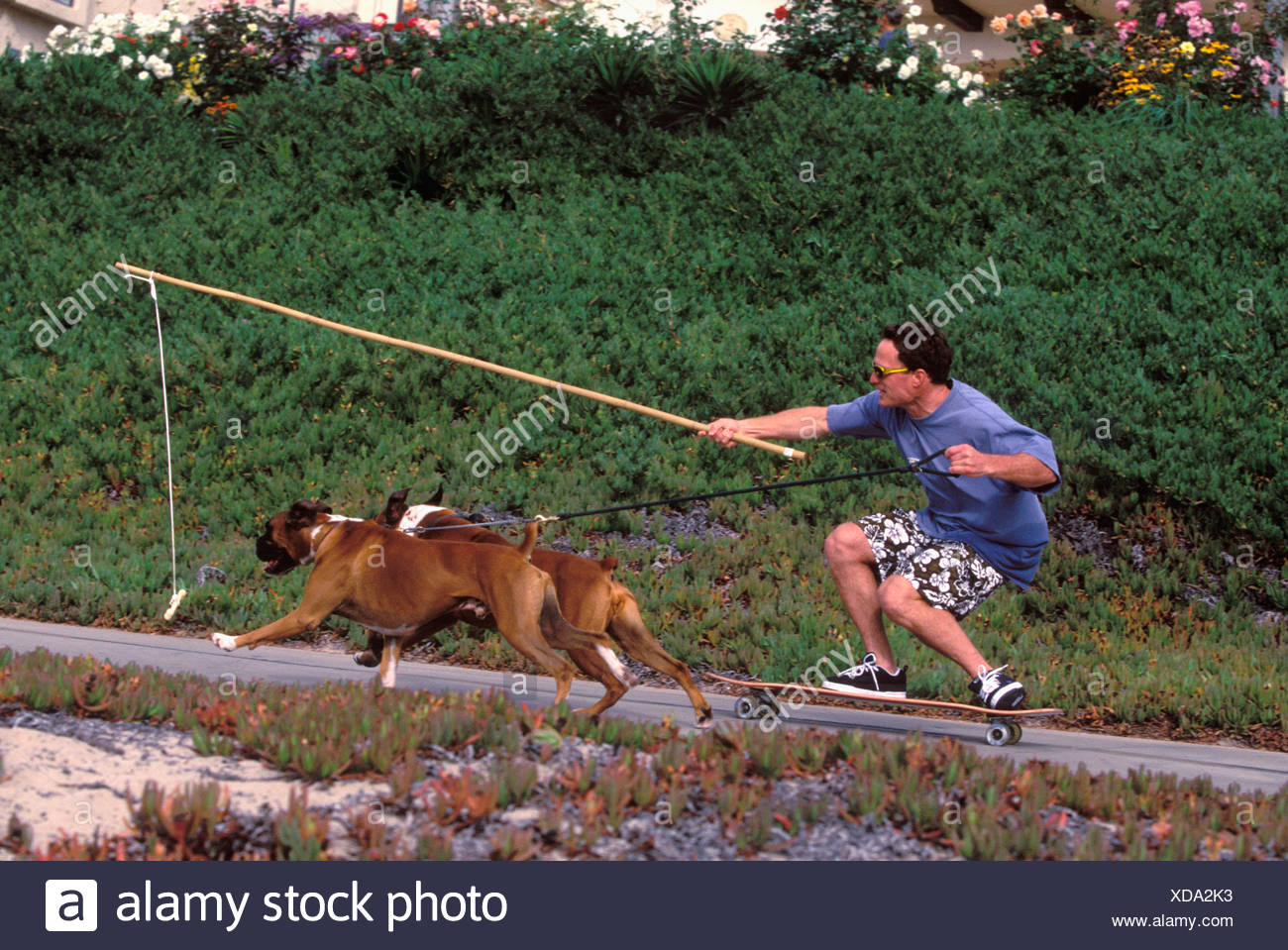 boxer dog pulling on leash