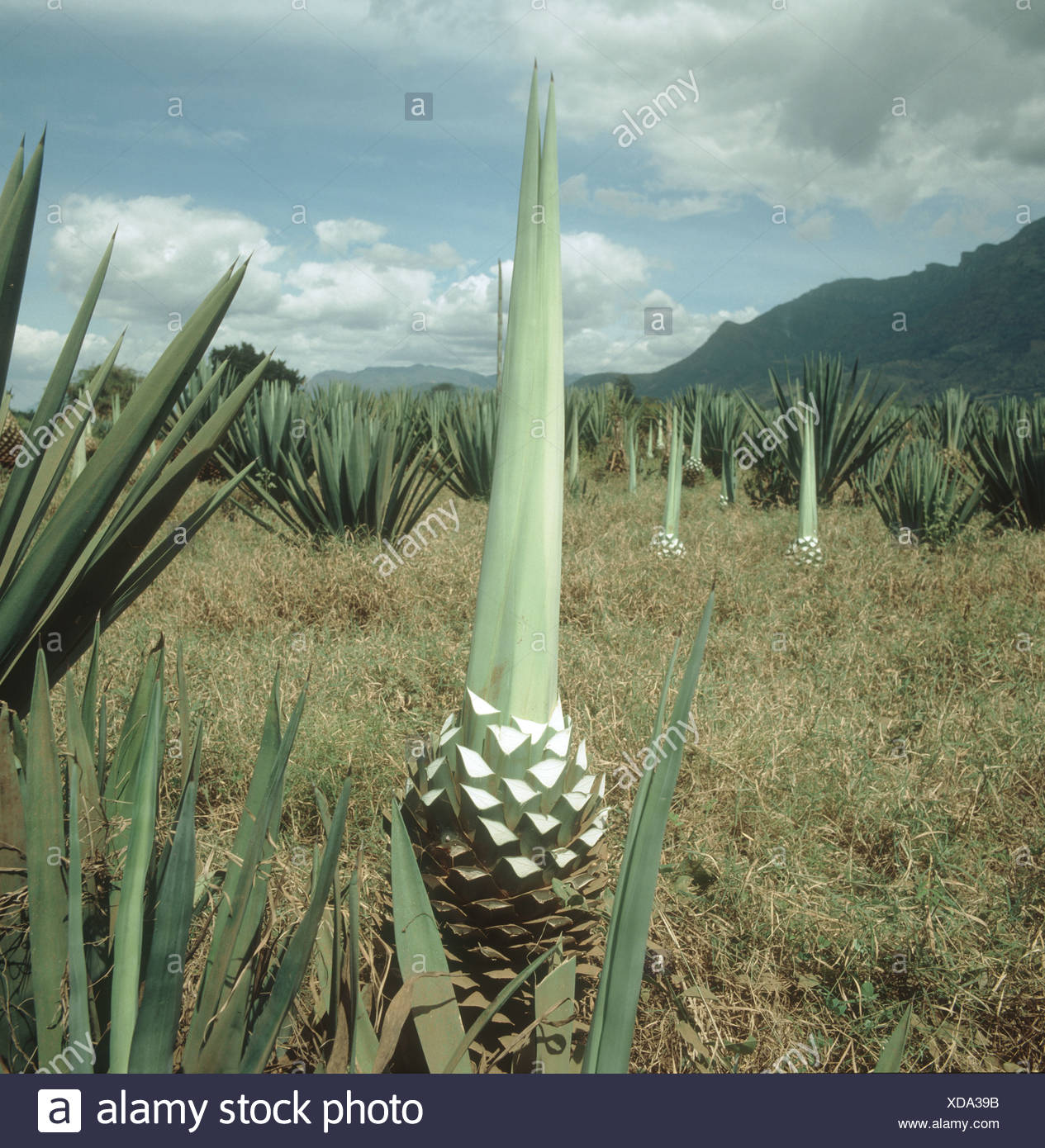 Rope Of Sisal Plant High Resolution Stock Photography and Images Alamy