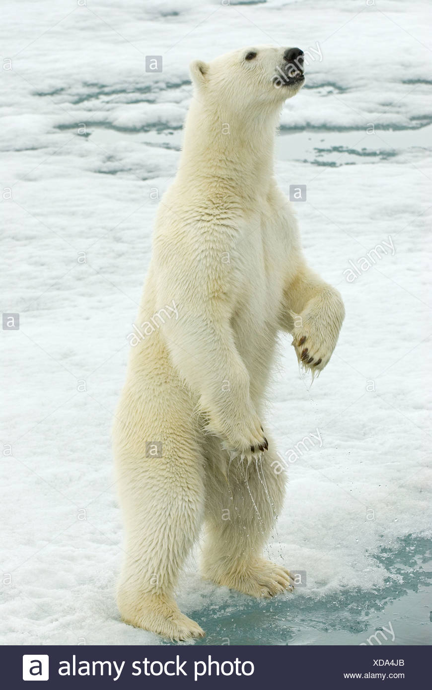 Polar Bear Hind Legs Stock Photos & Polar Bear Hind Legs Stock Images