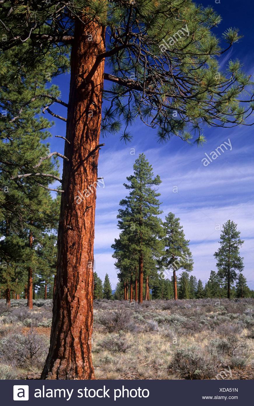 Ponderosa Pine Pinus Ponderosa At Cabin Lake Campground