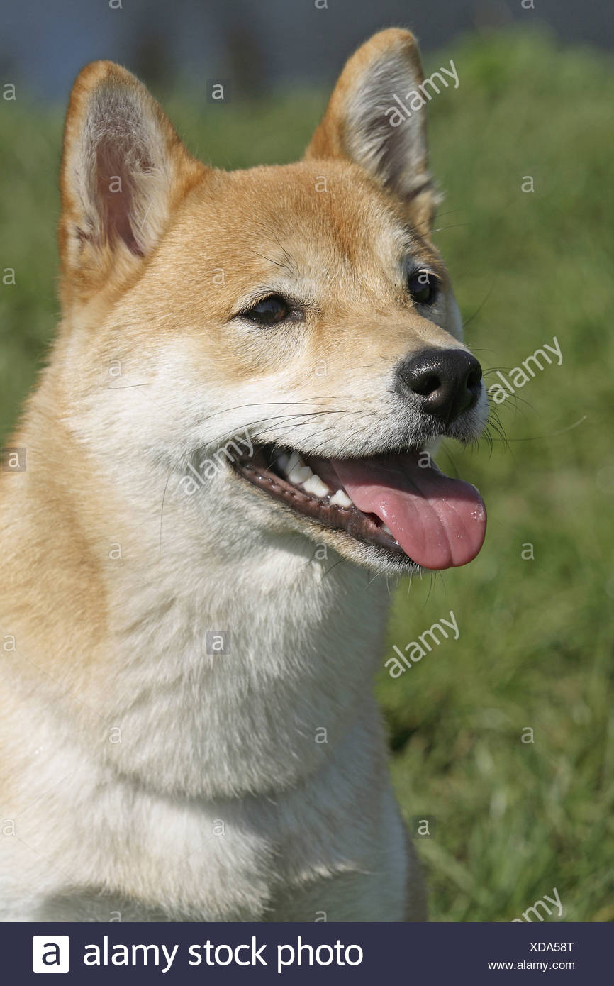 Shiba Inu Portrait Stock Photo 283580104 Alamy