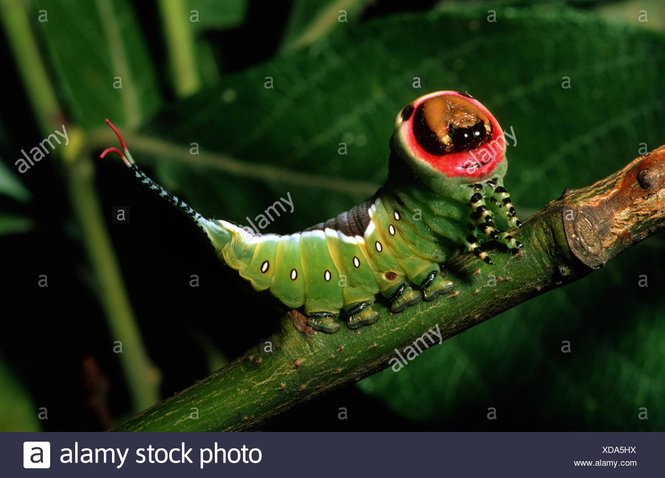 puss-moth-caterpillars-high-resolution-stock-photography-and-images-alamy