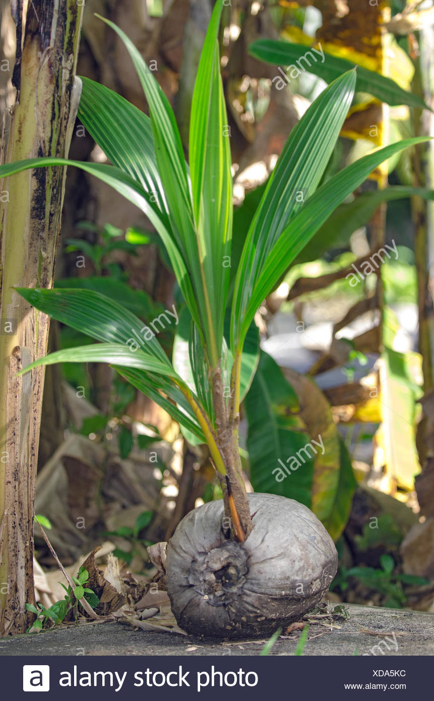 Young Coconut Palm Tree Sprout High Resolution Stock Photography and