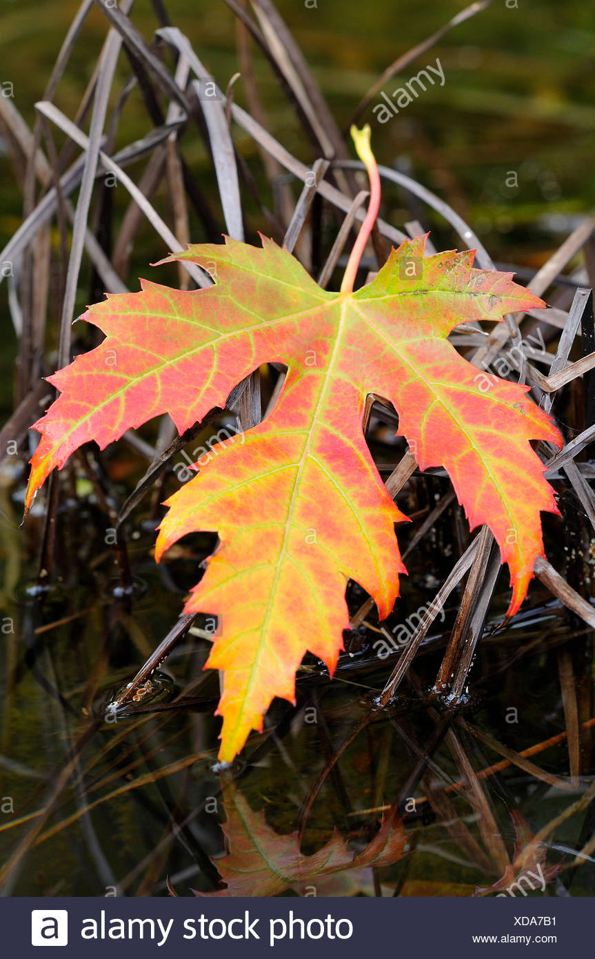 Silver Maple Leaf Acer Saccharinum Single Autumnal Colored Leaf On A Water Plant Germany Stock Photo Alamy