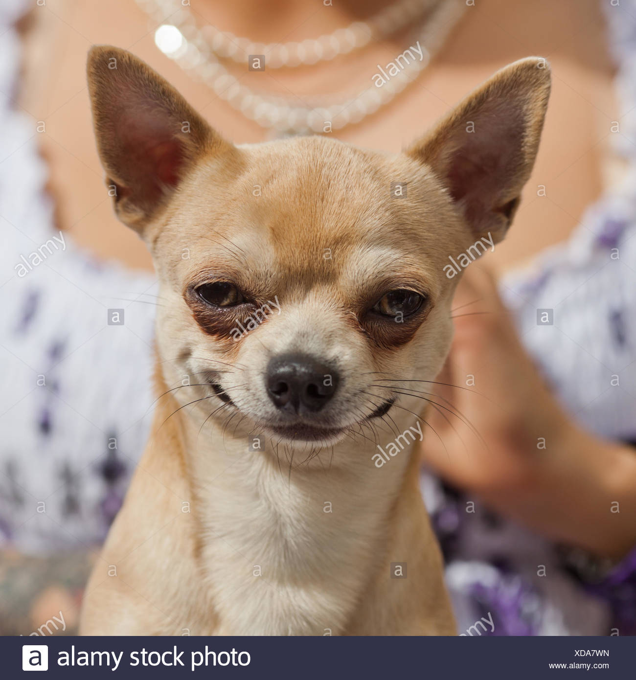 chihuahua smiling
