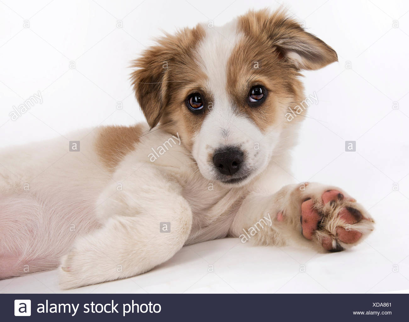 pics Jack Russell Terrier Mix Breeds https www alamy com jack russell terrier mix puppy image283582377 html
