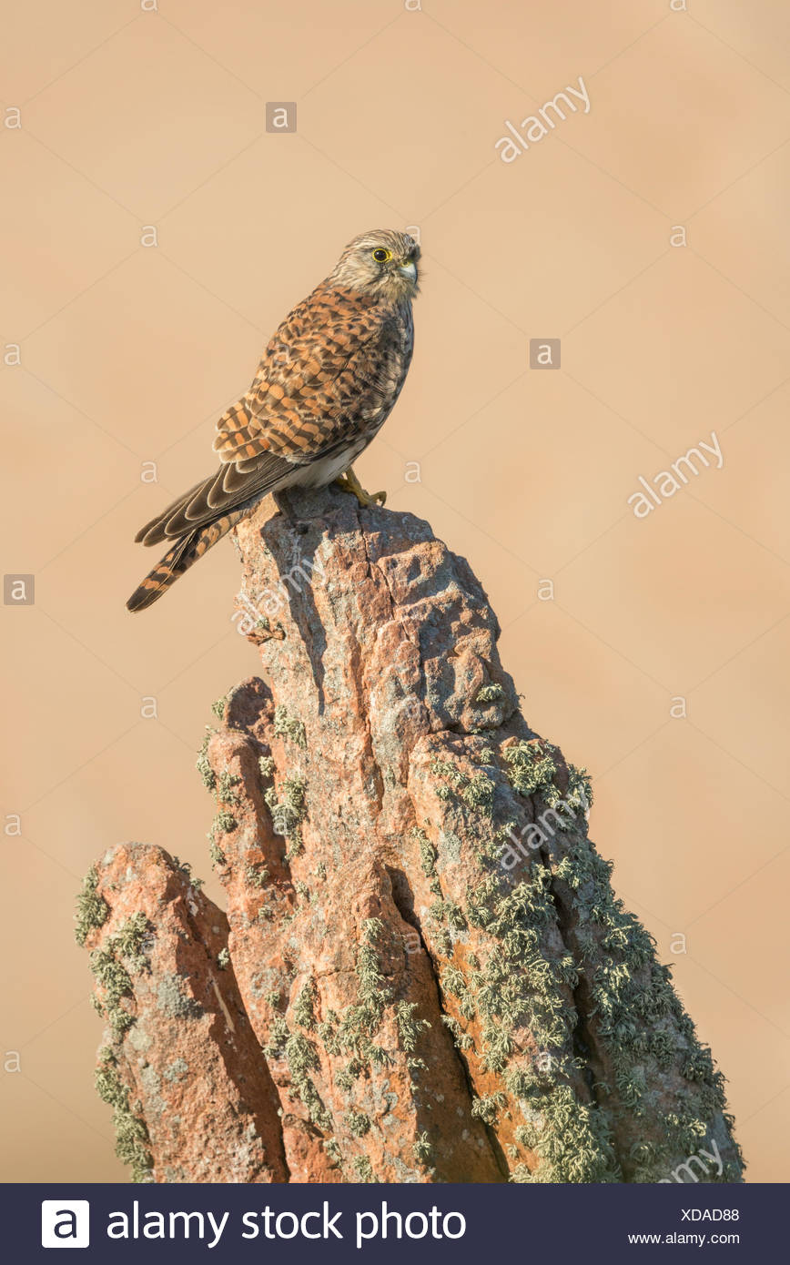 Kestrel (Falco tinnunculus) perched on a granite rock, Jersey, Channel Islands, UK Stock Photo