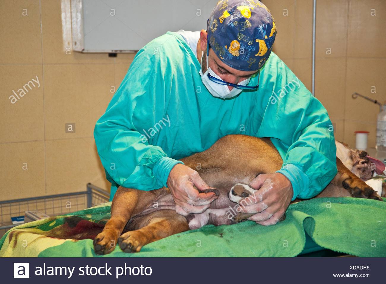 English Bulldog C Section High Resolution Stock Photography And Images Alamy