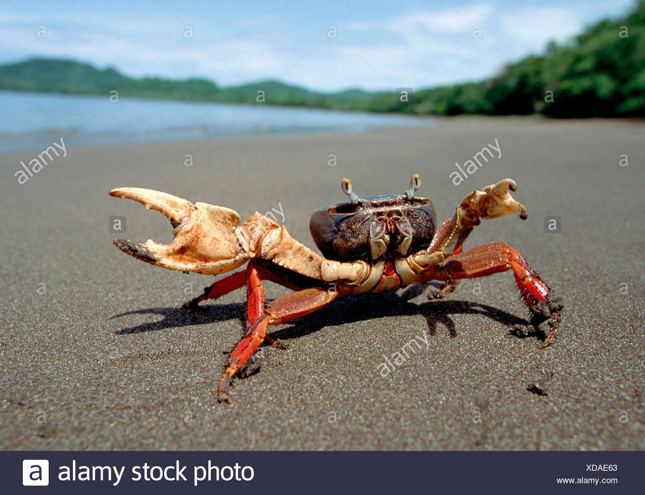 Crab Eye Stock Photos & Crab Eye Stock Images Alamy