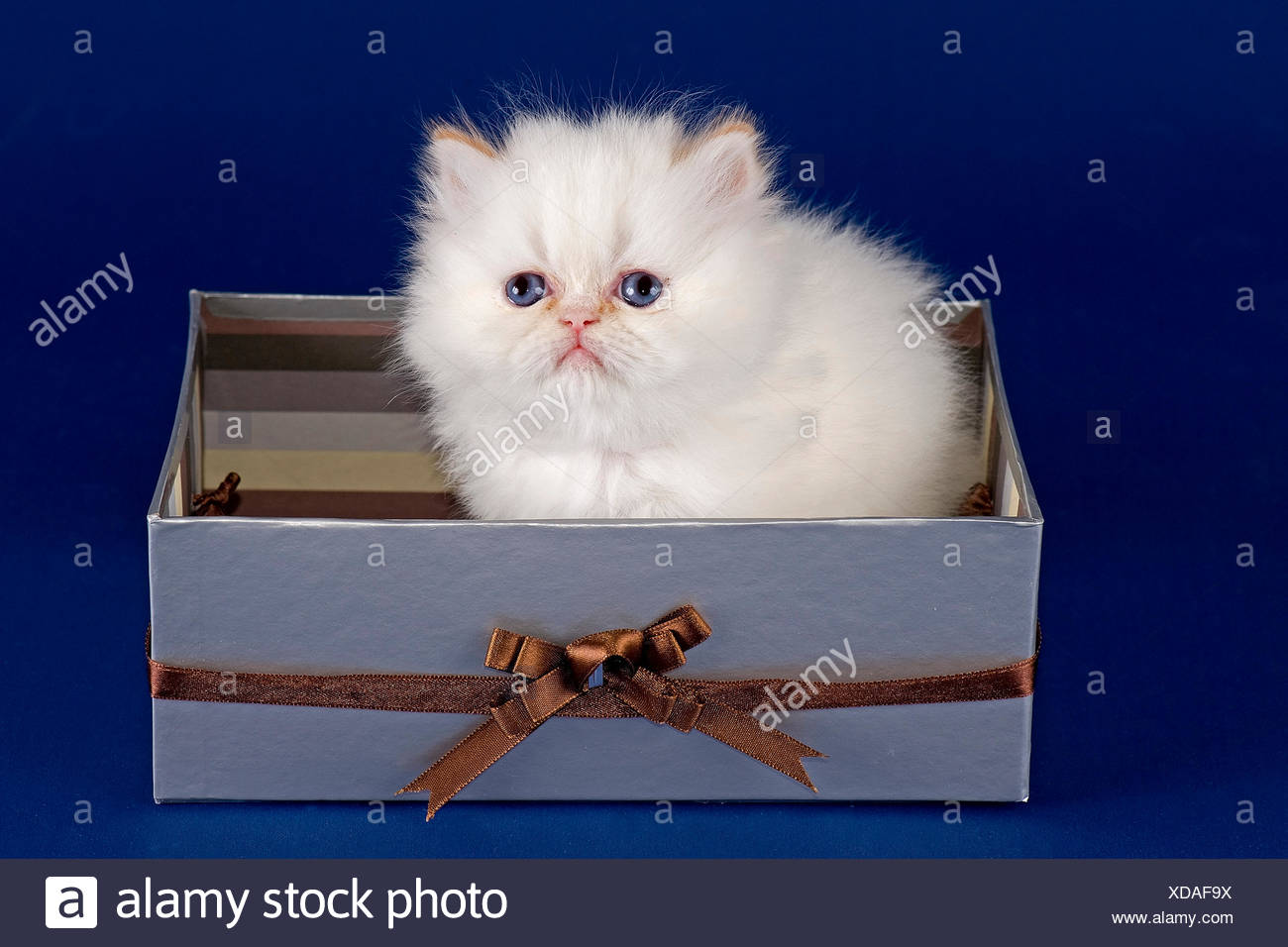 Red Tabby Point White High Resolution Stock Photography And Images Alamy Red Tabby Point White High Resolution Stock Photography And Images Alamy