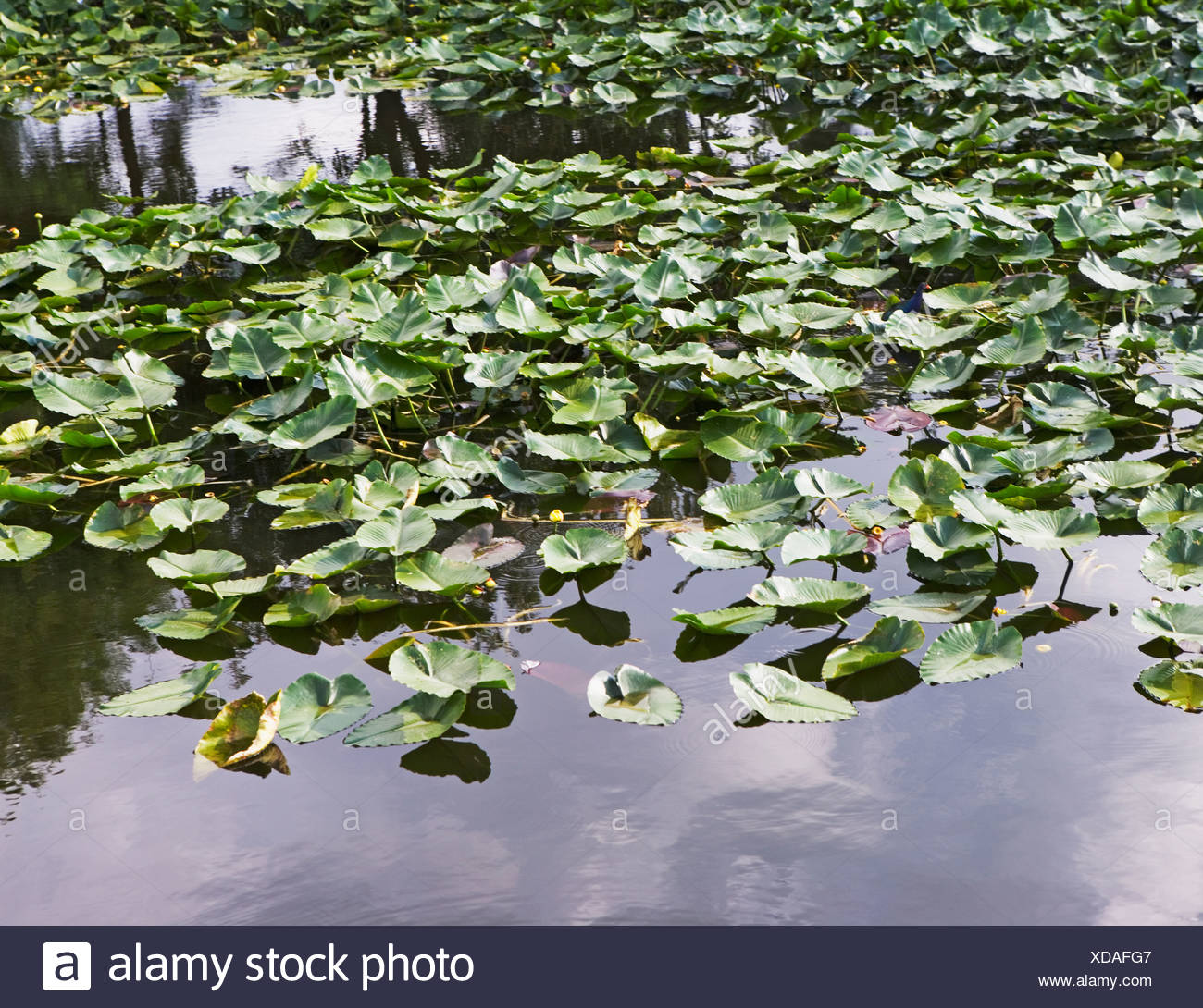 Close Up Leaves High Resolution Stock Photography and Images - Alamy