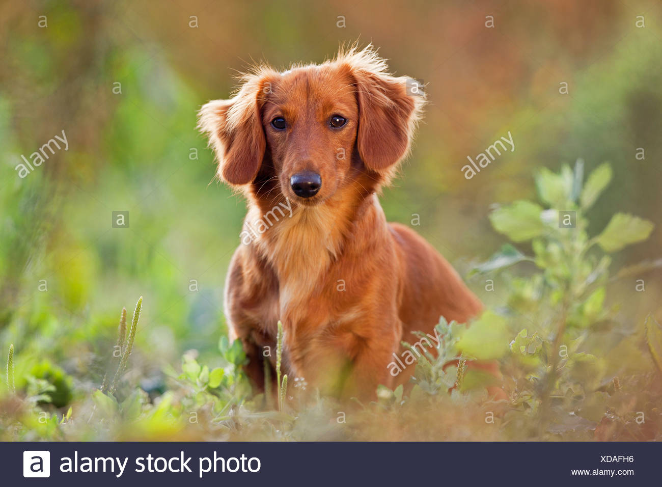 Long Haired Dachshund Dog Sitting Stock Photo 283588178 Alamy