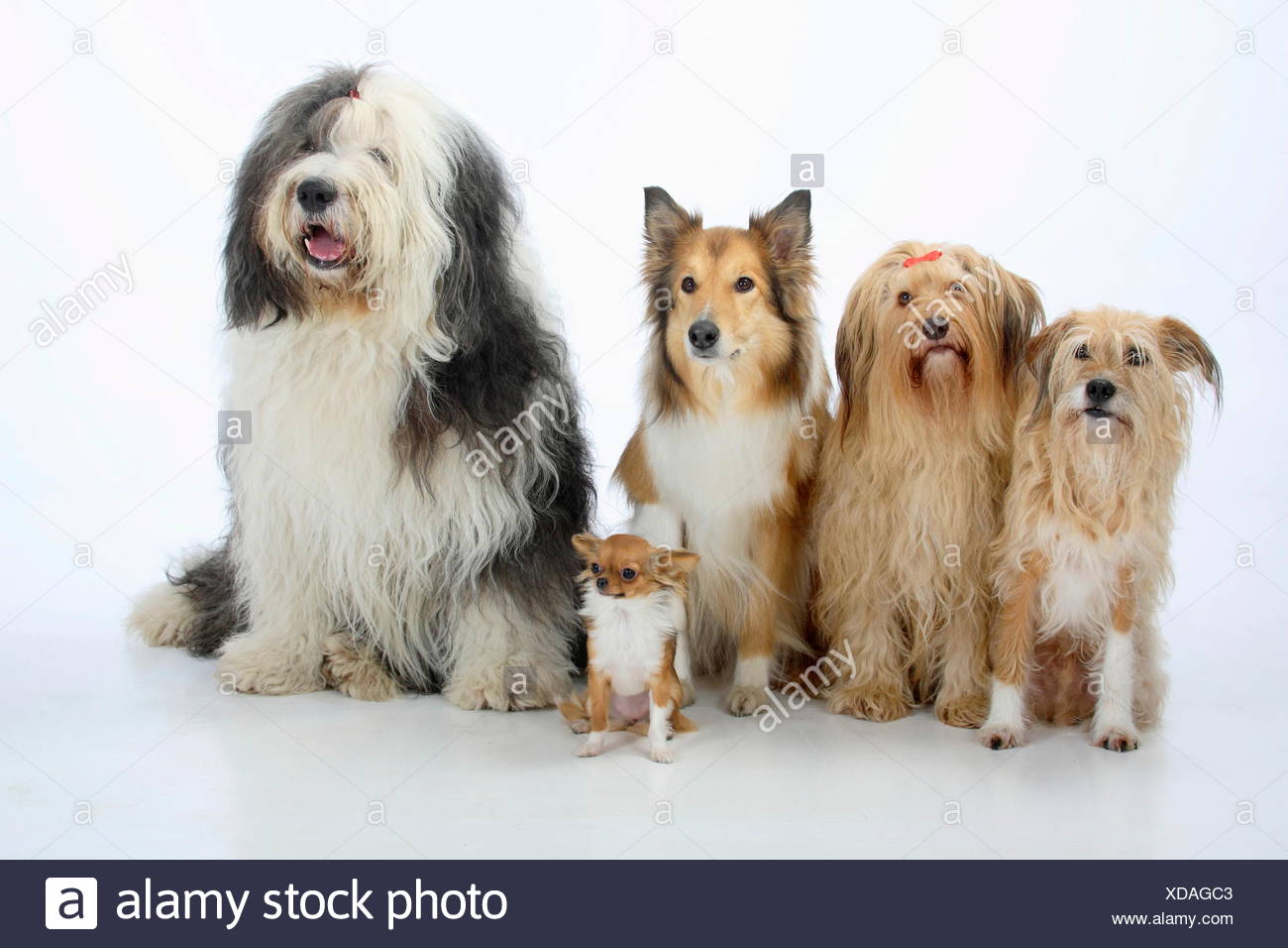 Group Portrait Of Five Dogs Sitting From Left To Rt Two Mongrels
