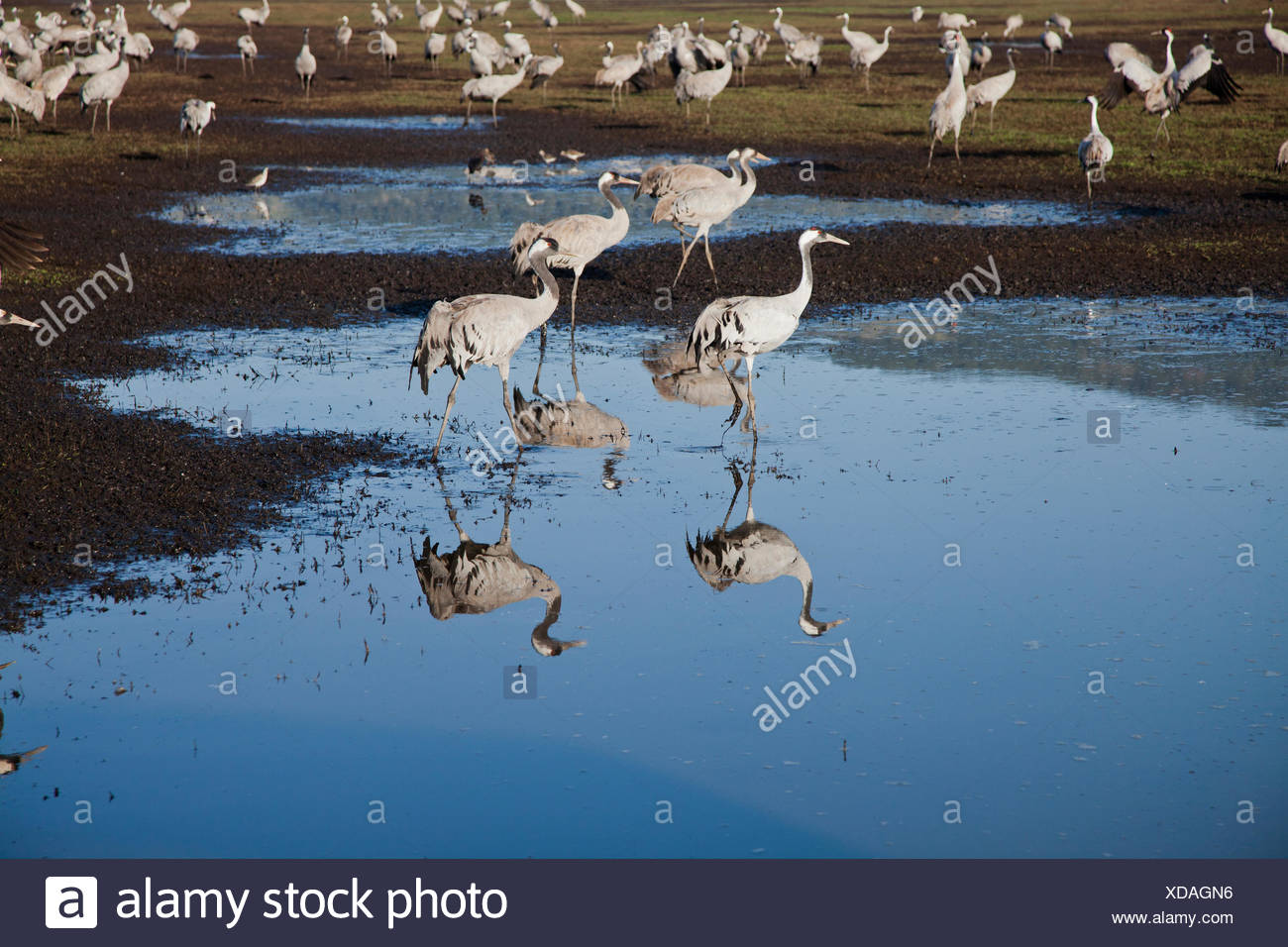 Common Crane (Grus grus) a flock in wetland, hula valley, israel. Large migratory crane species that lives in wet meadows and ma Stock Photo
