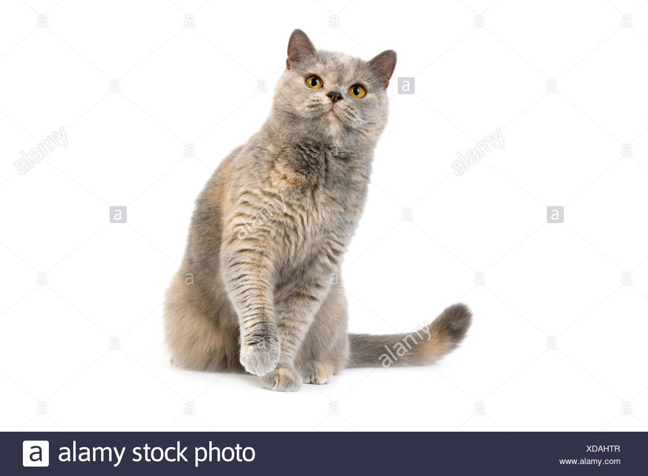 Blue Cream British Shorthair Cat Adult Female Sitting Against