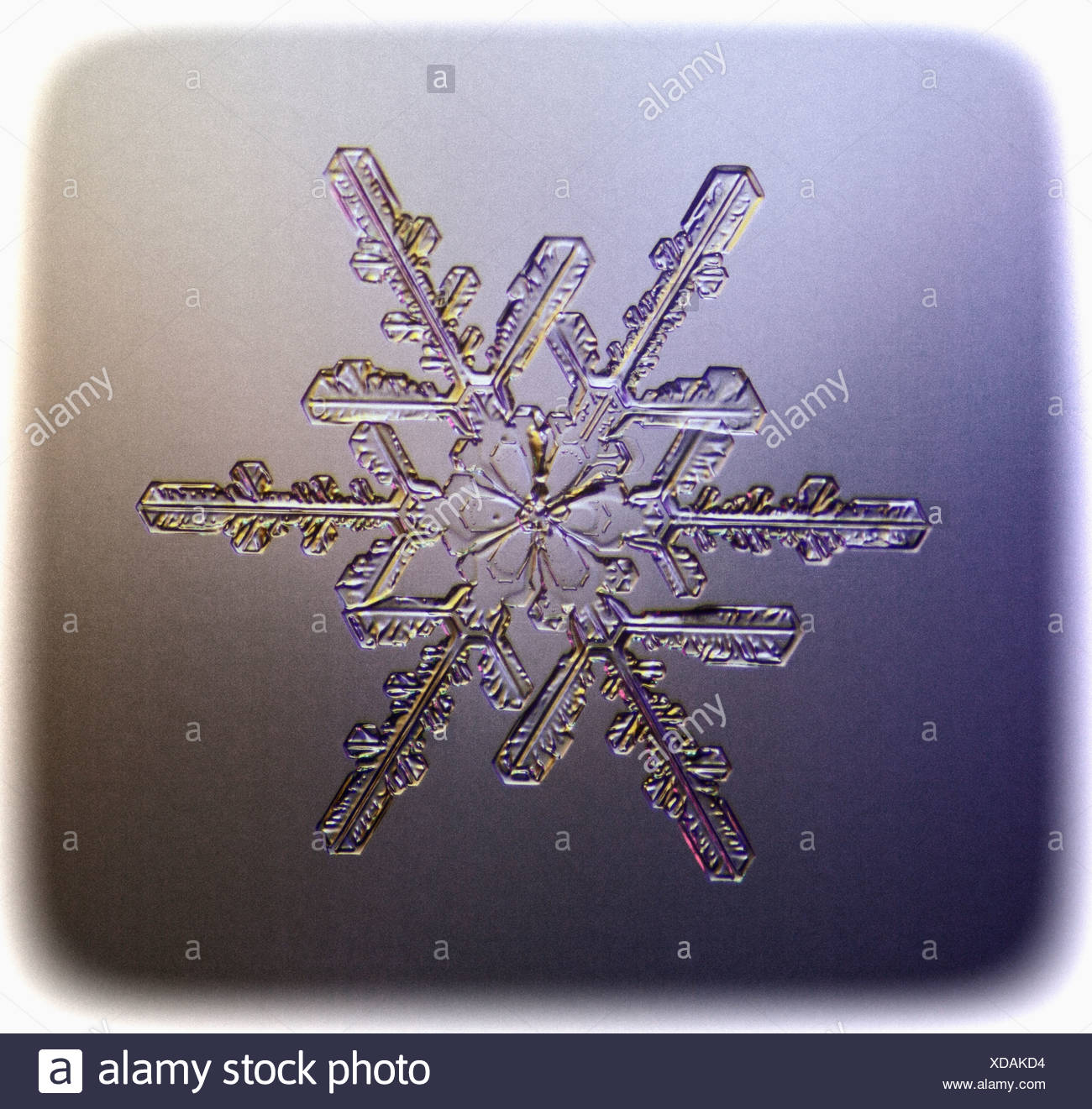 Snowflake Microscope Stock Photos & Snowflake Microscope Stock Images