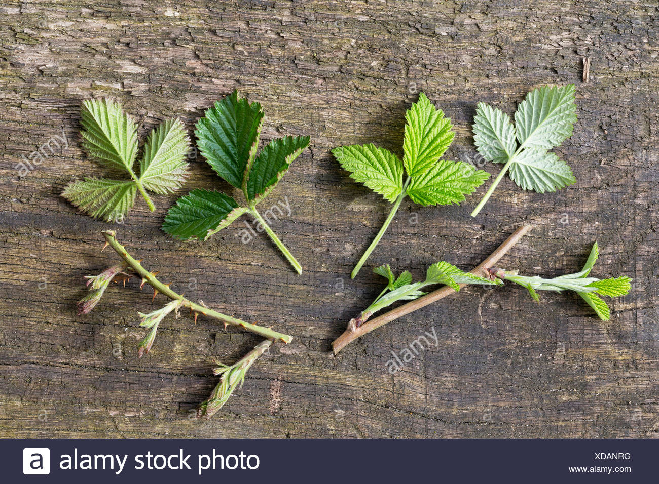 Unterschied Himbeere Brombeere Bltter
