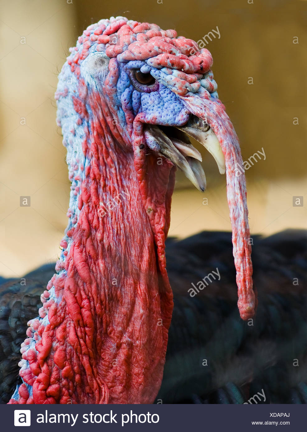 Grosir Sajadah Benang Mas Turkey Turki Top Quality Sultan Shopee Indonesia
