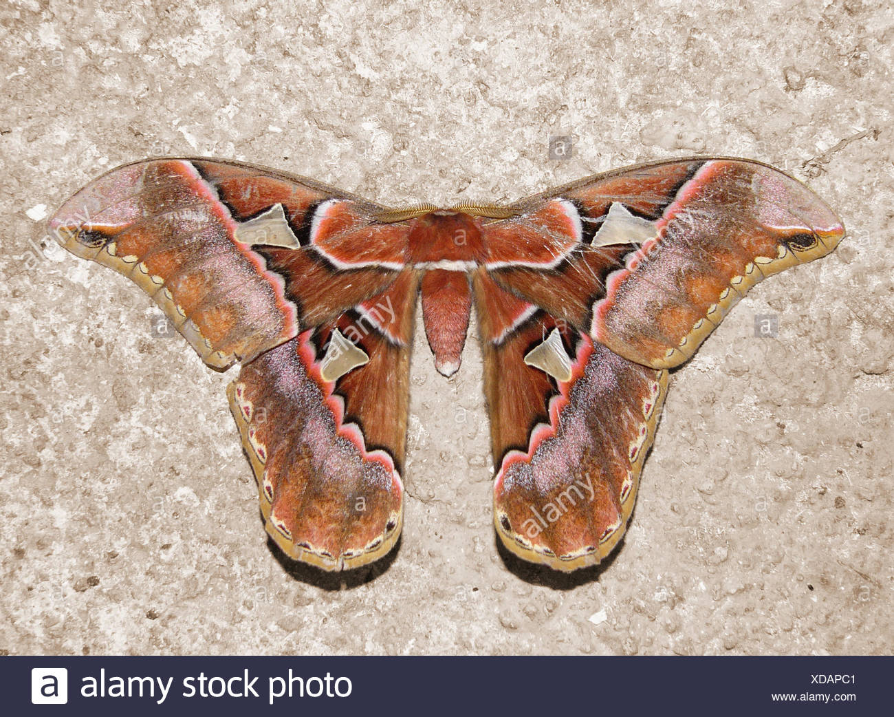 Rothschildia Moth High Resolution Stock Photography and Images - Alamy