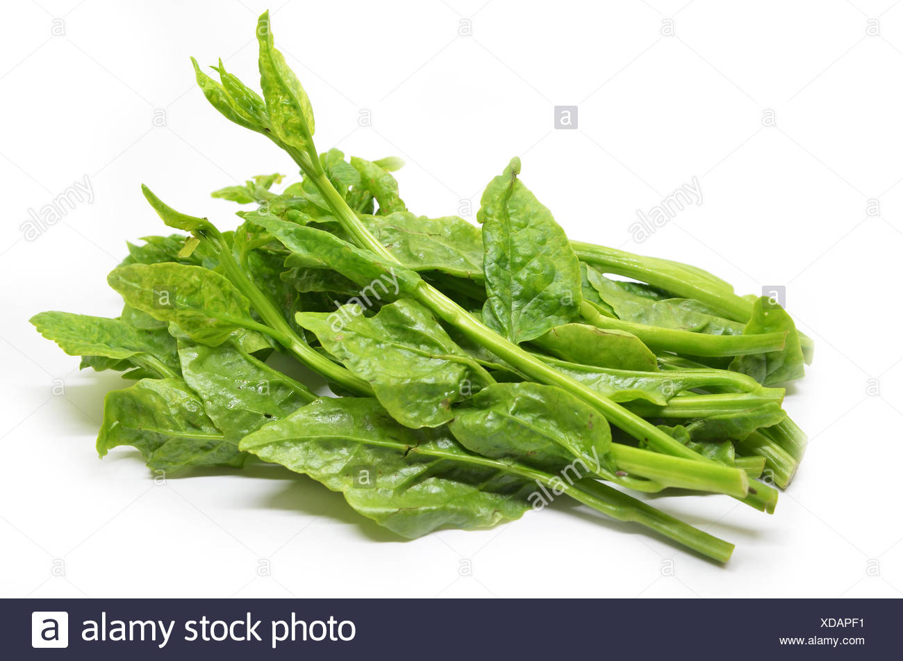 Ceylon Spinach High Resolution Stock Photography and Images Alamy