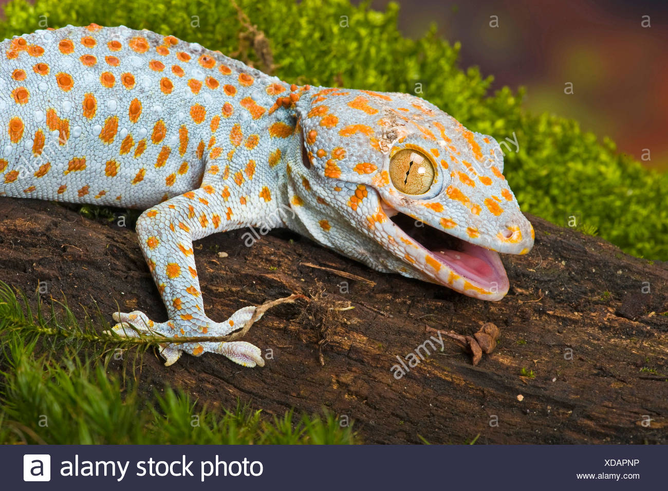 Tokay Geckos Gekko Gecko High Resolution Stock Photography and Images ...