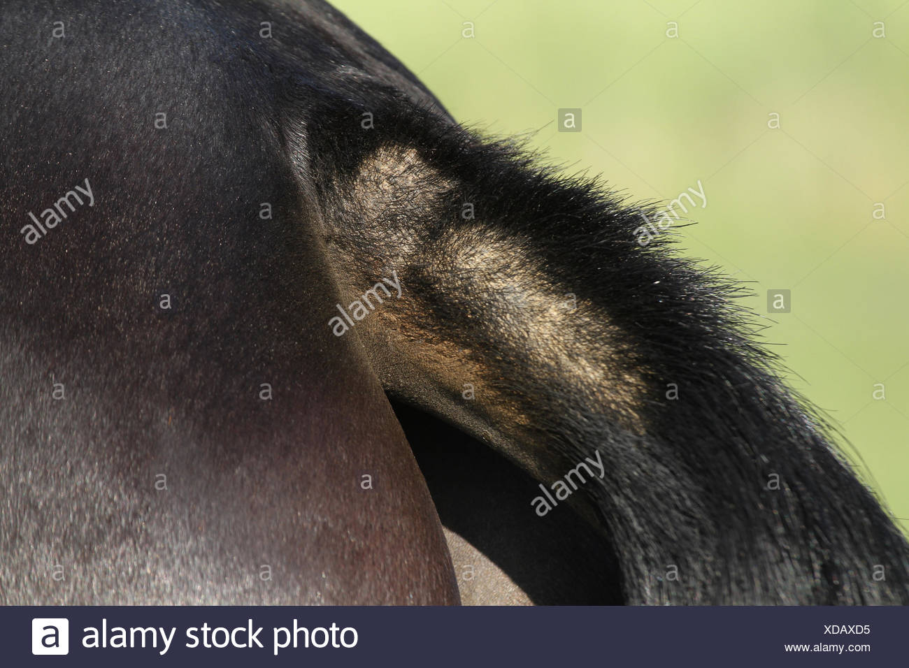 Sweet Itch Horse Stock Photos & Sweet Itch Horse Stock Images Alamy