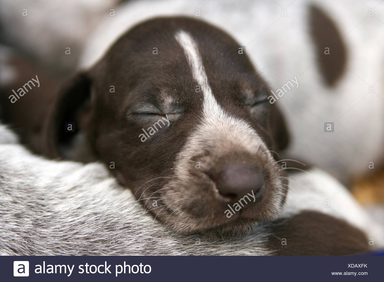 Pointer Puppy Stock Photos Pointer Puppy Stock Images Alamy