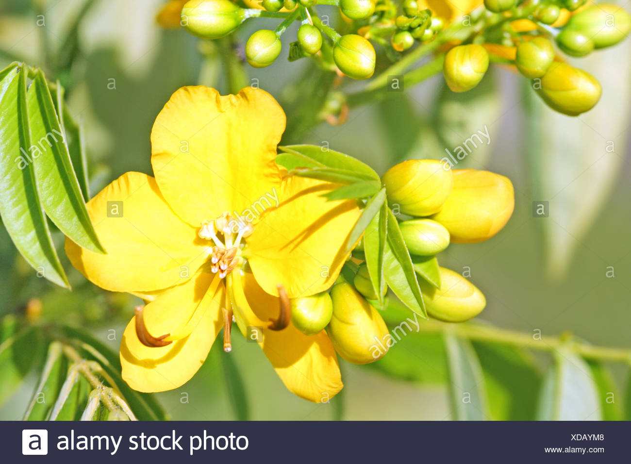 Senna Laxative High Resolution Stock Photography and Images - Alamy