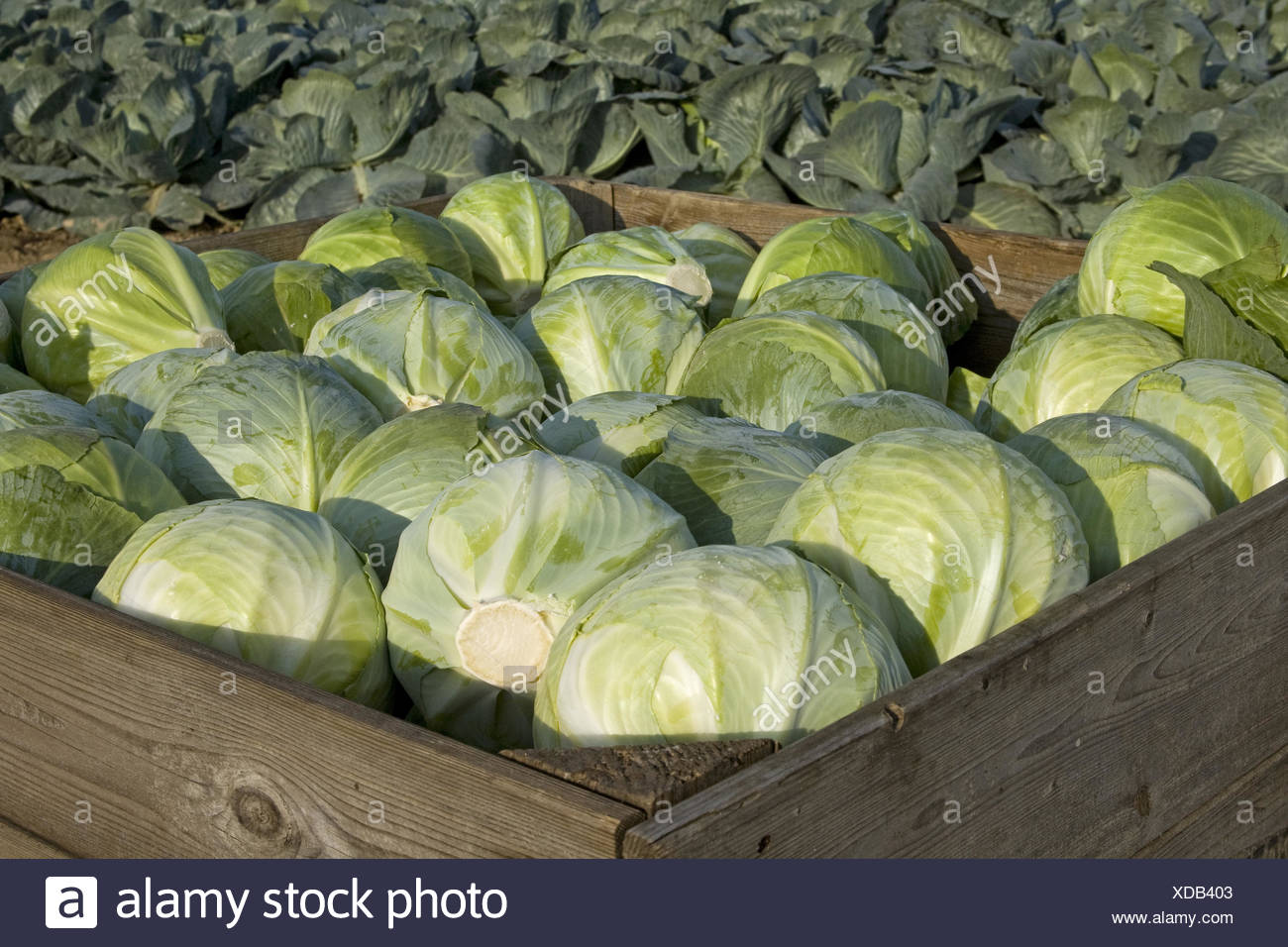 Купить Семена Капусты Мегатон Оптом