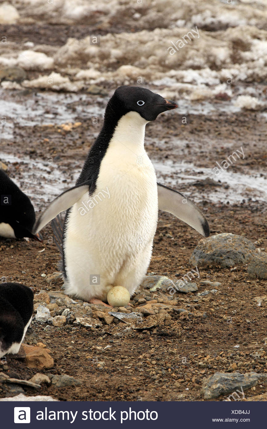 Adult Breeding With Clutch High Resolution Stock Photography and Images