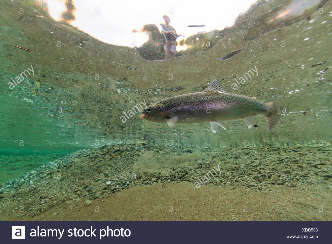 Trout Underwater River High Resolution Stock Photography and Images Alamy