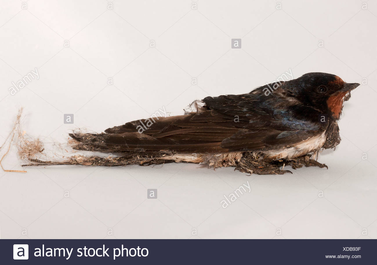 Barn Swallow Hirundo Rustica Injured While Stuck On Bird Proof