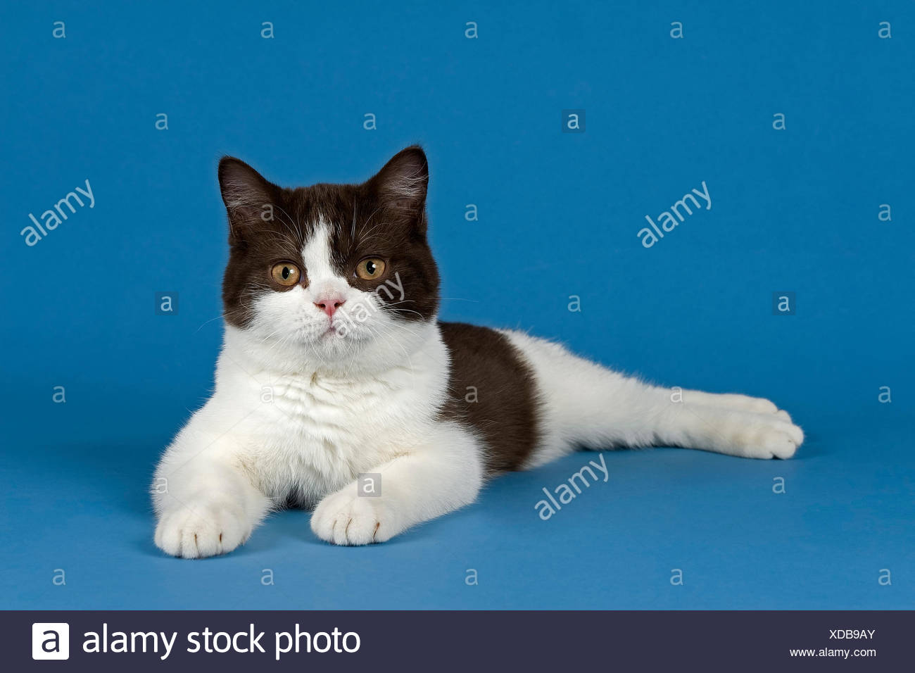 chocolate and white british shorthair