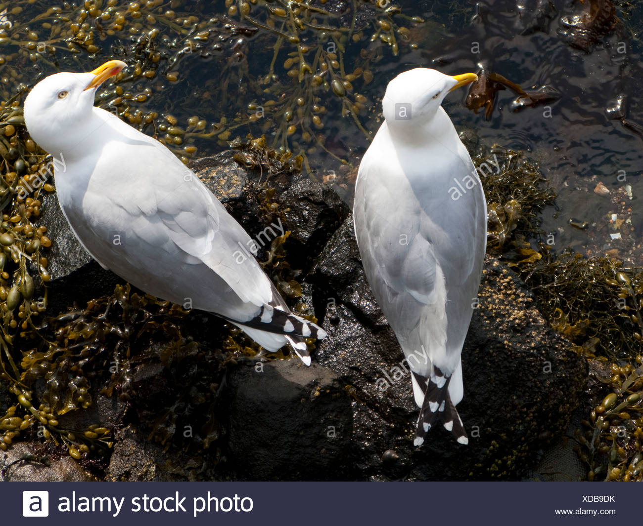 Herring Gulls Stock Photos & Herring Gulls Stock Images Alamy