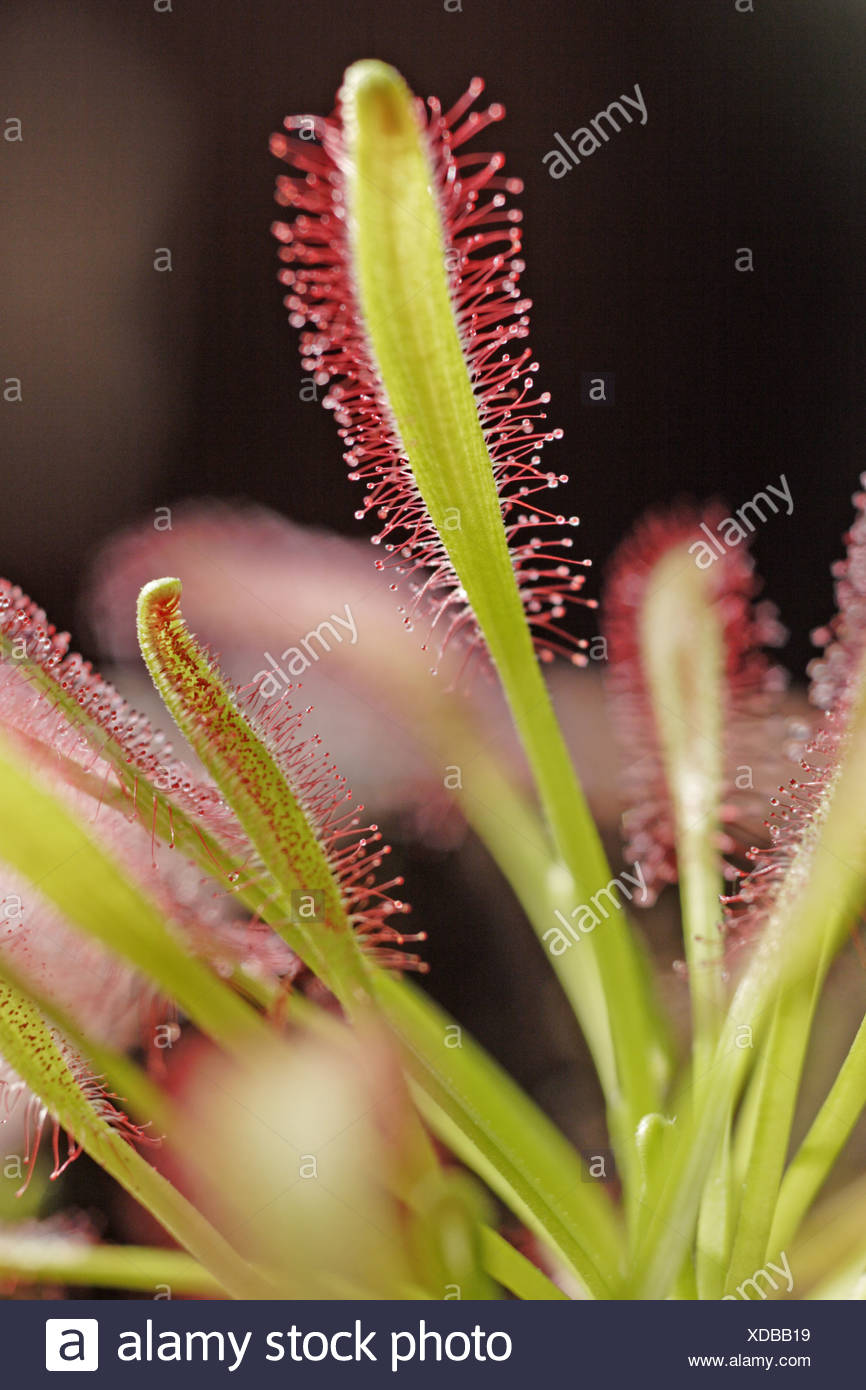 Glandular Hairs Stock Photos & Glandular Hairs Stock Images Alamy