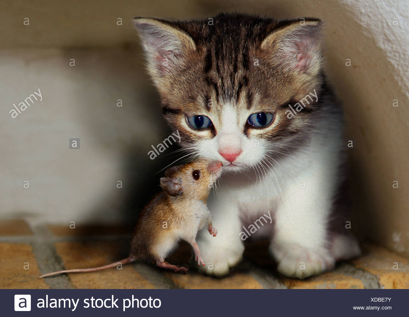 Cat And Mouse Friends High Resolution Stock Photography And Images Alamy