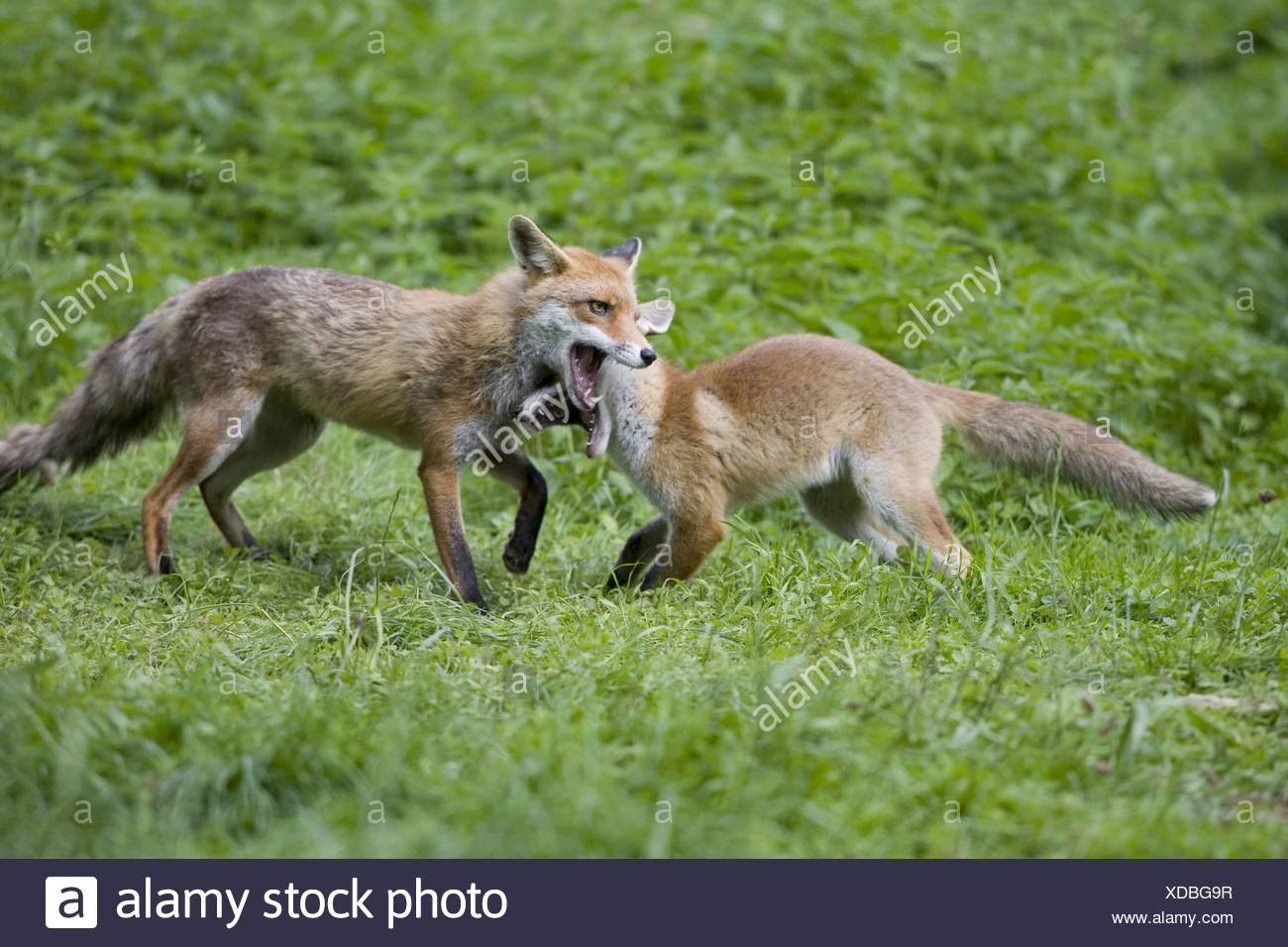 Foxes Mating High Resolution Stock Photography and Images - Alamy