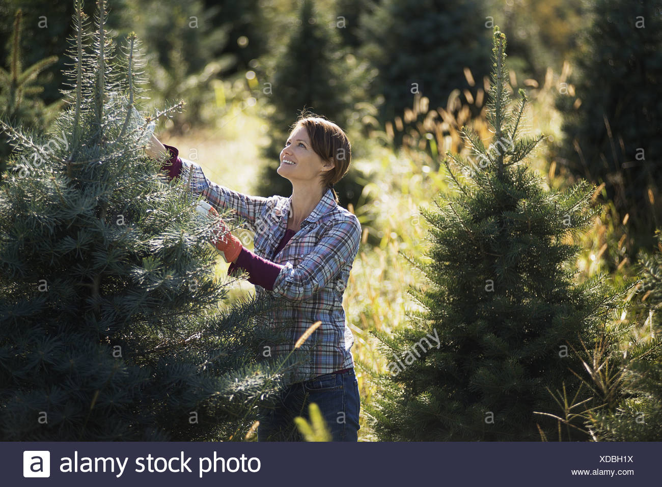 Pruned Tree High Resolution Stock Photography and Images Alamy