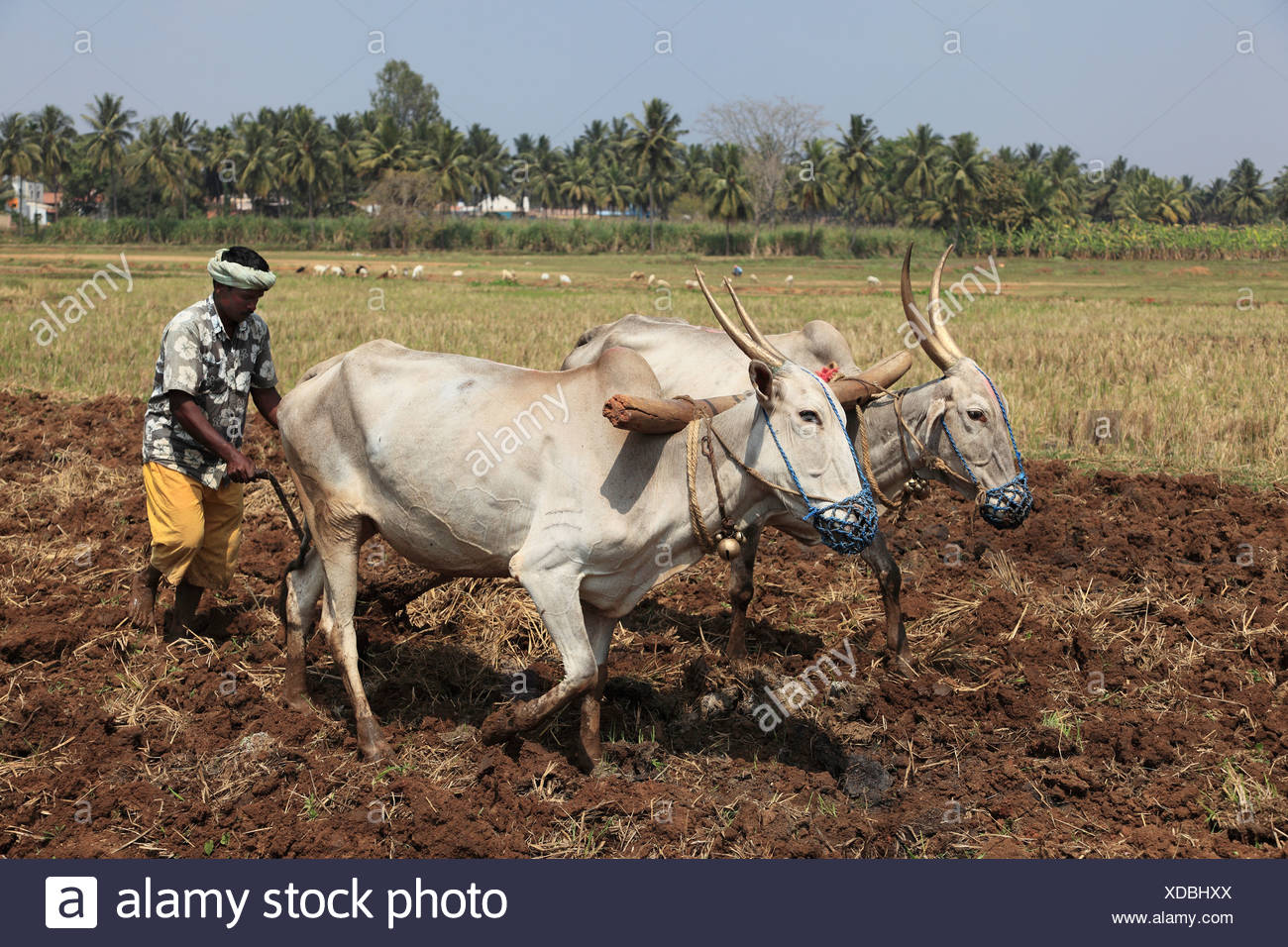 Farmer Plowing Field Oxen Plow Stock Photos & Farmer Plowing Field Oxen