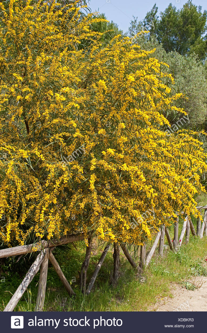 Wattle Trees Stock Photos & Wattle Trees Stock Images Alamy