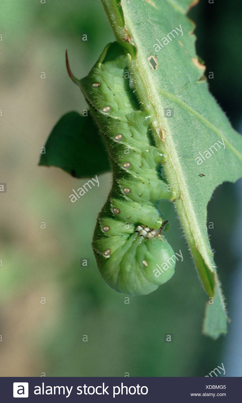 Tobacco Hornworm High Resolution Stock Photography and Images - Alamy