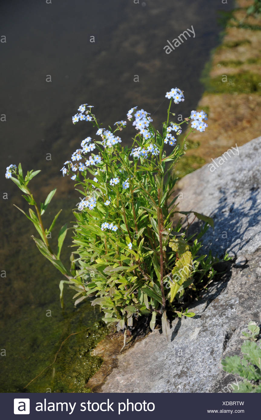 Sumpf Vergissmeinnicht Myosotis Scorpioides High Resolution Stock Photography And Images Alamy