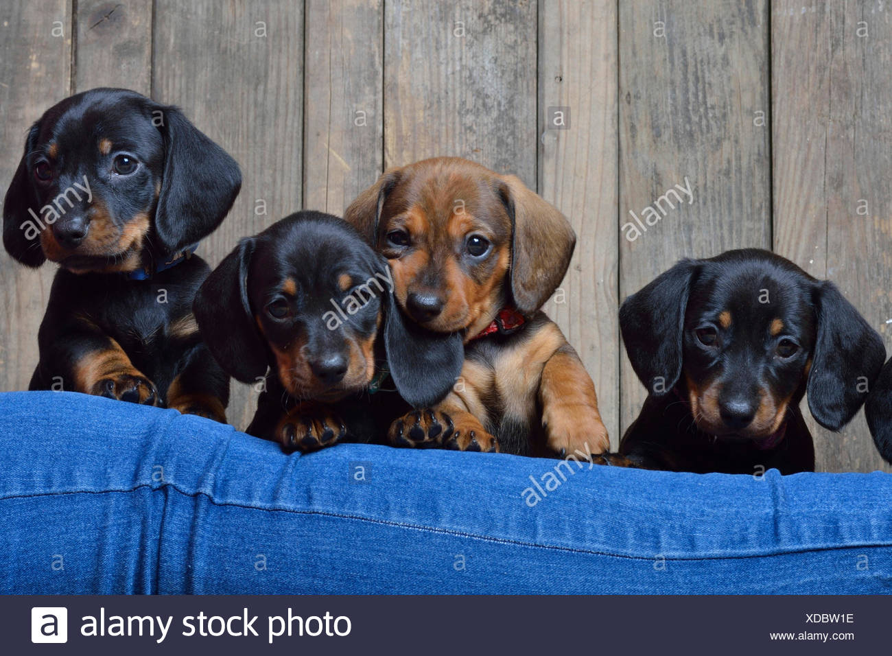 Short Haired Dachshund Short Haired Sausage Dog Domestic Dog