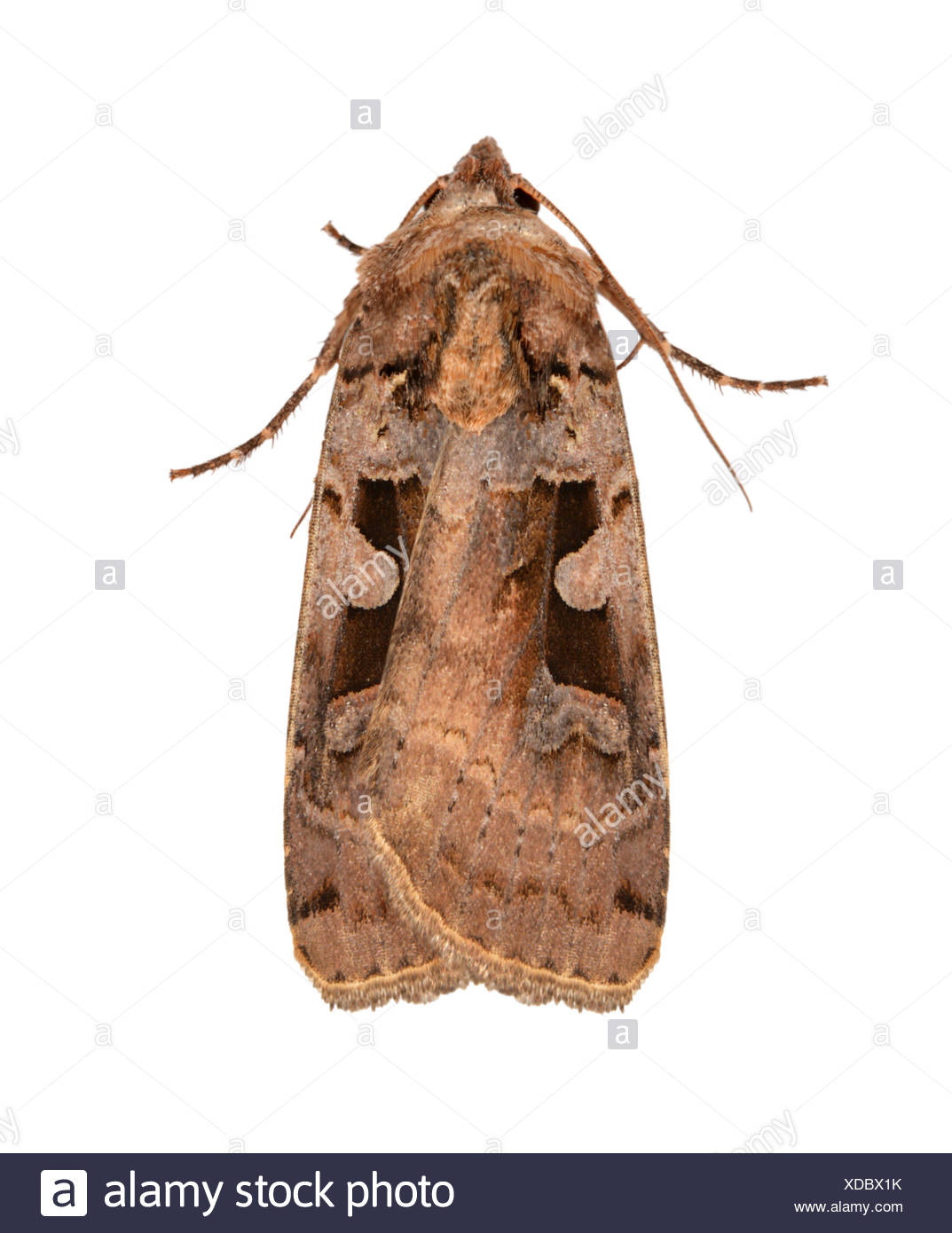 73.360 (2127) Triple-spotted Clay - Xestia ditrapezium - Stock Image