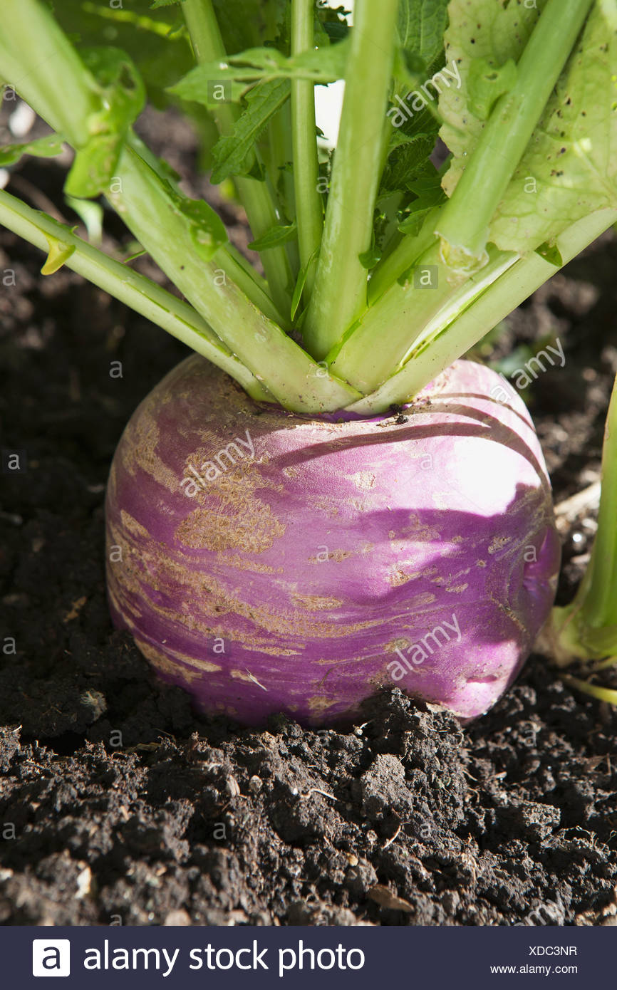 Turnips Soil High Resolution Stock Photography and Images Alamy