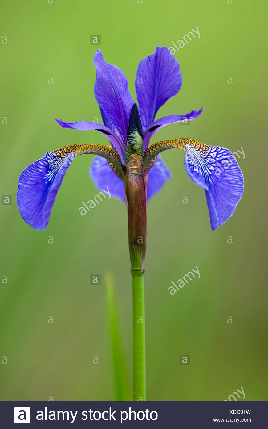 Japanese Iris High Resolution Stock Photography And Images - Alamy