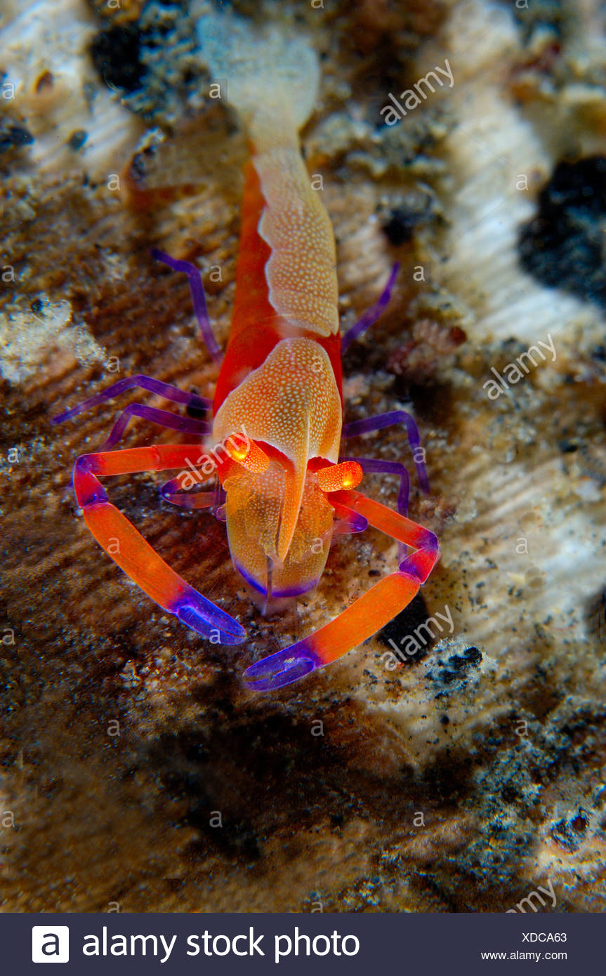 Imperial Shrimp Stock Photos & Imperial Shrimp Stock Images Alamy