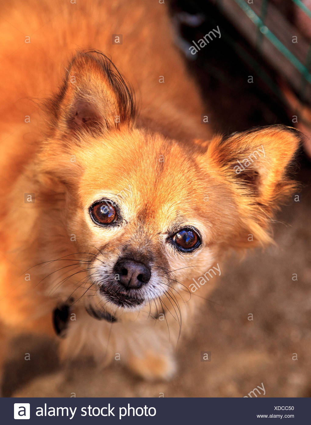 Small Long Haired Chihuahua Mixed Breed Dog Stock Photo 283629388